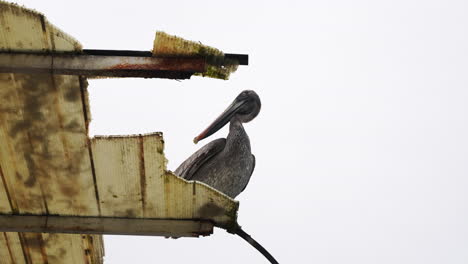 Lone-Brown-Pelican-Standing-On-Broken-Roof-Of-Building-In-Santa-Cruz-In-the-Galapagos