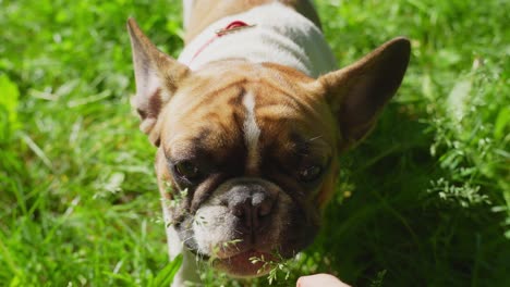 Greeting-french-bulldog-with-pets-and-affection-pov-gopro