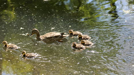 Mallard-duck-female-with-baby-birds-ducklings-in-the-canal-on-sunny-day