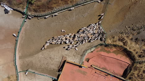 Aerial-shot-of-group-of-sheep-grazing-in-the-Gran-Canaria-Island