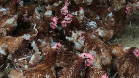 hundreds-of-chickens-with-reddish-feathers-in-the-coop