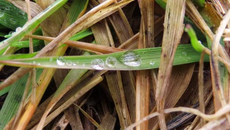 Droplets-of-water-morning-dew-on-grass-with-wind-blowing---macro-close-up-of-blades-of-grass-during-early-spring-after-rain-shower-with-drops-of-water-dewdrop-sitting-on-leaf