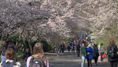 Menschen-Gehen-Und-Fotografieren-Unter-Kirschblütenbäumen-Im-Central-Park,-N.-Chr