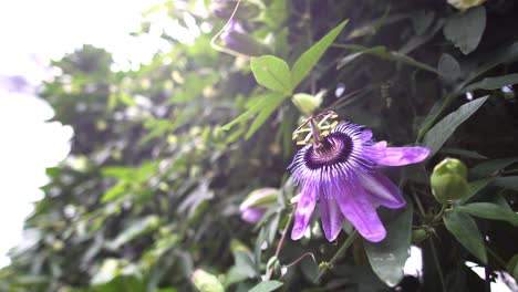 Purple-flower-in-nature-after-blooming