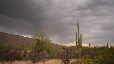 Saguaro-National-Park,-Tucson-Arizona