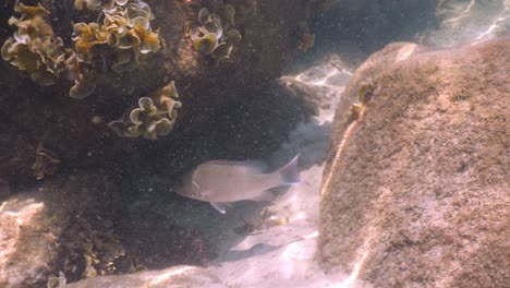 Schnapperfisch-Schwimmt-Unter-Wasser-Herum-Und-Beobachtet-Einen-Taucher