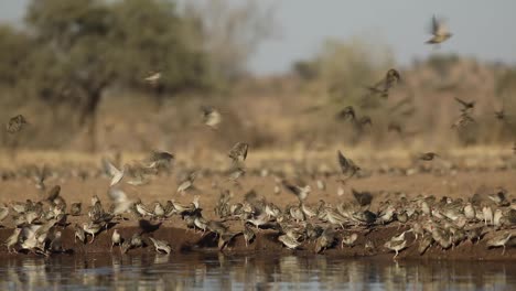 Wide-shot-of-a-large-flock-of-red-billed-queleas-drinking-at-a-watehrole,-Mashatu-Botswana