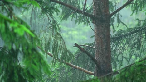 A-Pine-Tree-Trunk-In-Heavy-Rainfall