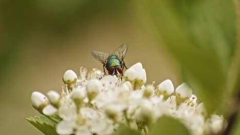 Bottle-Fly-Insect-Sitting-On-Firethorn-Flowers-In-Shallow-Depth-Of-Field