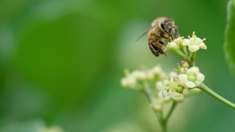 Flying-honey-bee-collecting-pollen-at-white-flower-Euonymus-japonicus---Wild-nature-landscape,-banner,-beauty-in-Nature