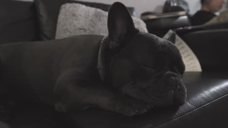4k-Schlafende-Französische-Bulldogge,-Grauer-Frenchie,-Der-Auf-Der-Couch-Schläft