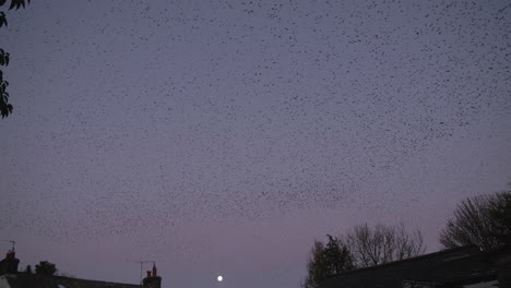 Thousands-of-starlings-descend-into-roost-with-moon-in-the-evening-sky