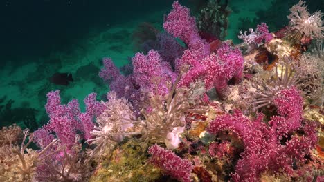 Kurze-Rosa-Weichkorallen-Und-Xenia-Korallen-Auf-Korallenfelsen-Am-Tropischen-Unterwasserriff