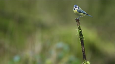 Eurasian-Blue-Tit-flies-up-and-perches-at-the-top-of-a-mossy-branch