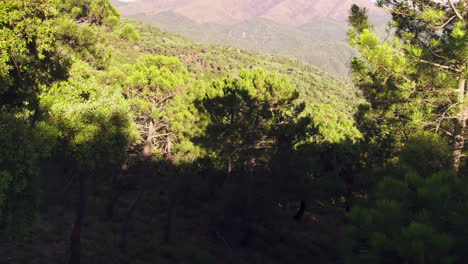 Bosque-En-El-Sur-De-España