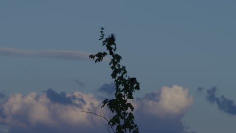 Silhouetten-Mit-Fliegenden-Vögeln-Vor-Sonnenuntergangshimmel-Mit-Wolkenlandschaft