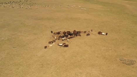 Herd-of-horses-around-fence-with-sheep-and-river-in-Mongolian-steppe-in-sunny-daytime,-circular-aerial-view