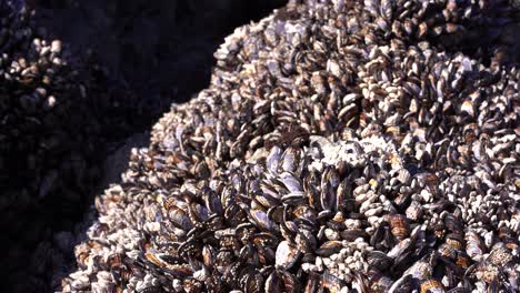 clams-on-a-rock-on-at-busy-beach