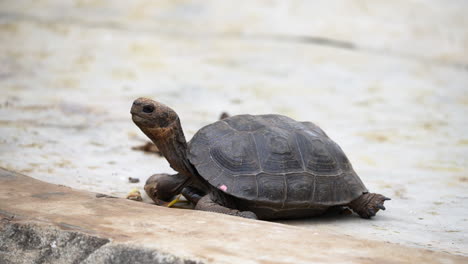 Blick-Auf-Die-Kleine-Baby-Galapagos-Schildkröte-In-Der-Charles-Darwin-Forschungsstation-Auf-Der-Insel-Santa-Cruz