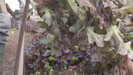 A-strong-man-harvesting-lettuce-from-the-ground-on-rich-soil