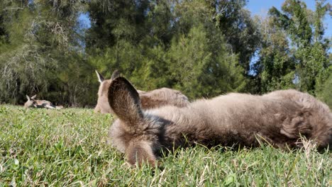 Unique-low-angle-view-of-a-Joey-asleep-on-the-grass-near-a-group-of-adult-Kangaroos-in-Australia