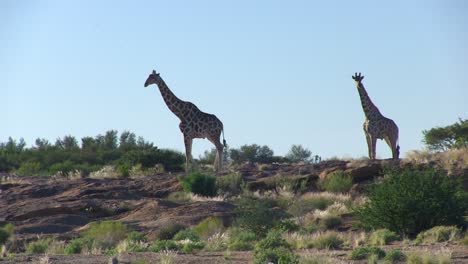 Giraffe-Im-Augrabies-Nationalpark,-Südafrika