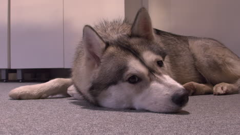 Low-angle-view:-Cute-Husky-dog-relaxes-on-carpet,-looking-at-camera