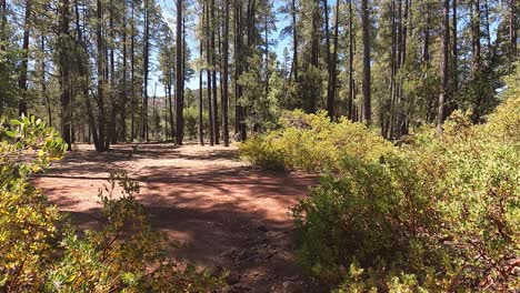 Caminando-Por-Un-Bosque-En-Arizona-Con-Arbustos-Secos
