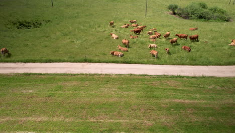 Kühe-Herde-Auf-Einer-Wiese