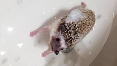 Domestic-African-Pygmy-Hedgehog-taking-a-bath-on-a-bathroom-sink