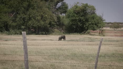 Wild-Boar-hog-in-West-Texas-field-rooting-around-grazing-in-wide-shot-of-pig