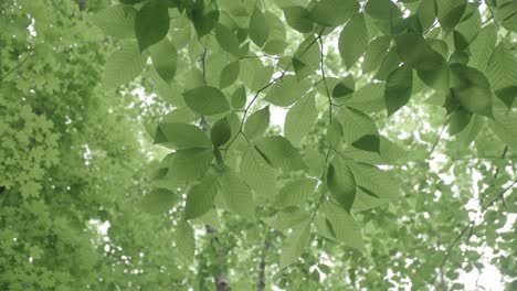 Close-up-of-green-leaves-flowing-in-the-wind