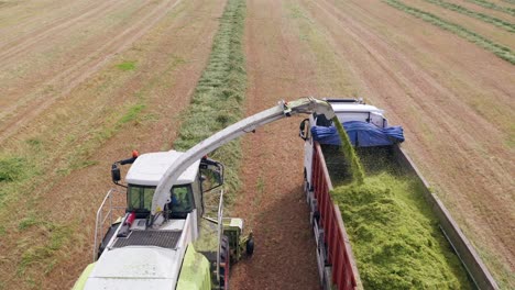 Wheat-silage-picking-process-post-harvest-into-a-truck-trailer,-Aerial-view