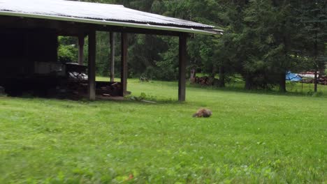 Ground-hog-looking-for-food-out-by-shed-lean-to-building