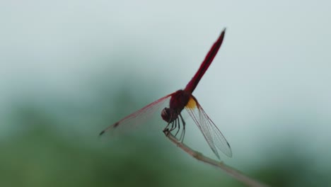 4K-Cinematic-wildlife-macro-shot-of-a-dragon-fly-standing-on-a-branch-in-slow-motion-from-up-close