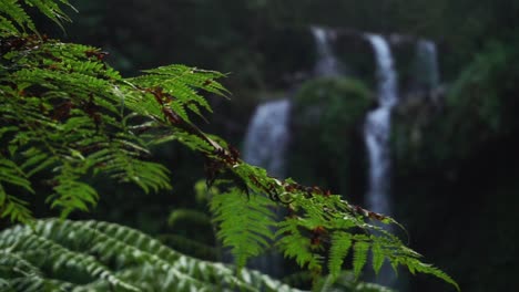 fern-leaves-plant-swaying-in-the-wind-with-waterfall-background