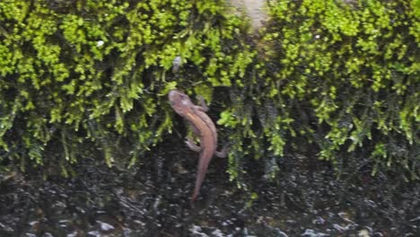 Brown-Newt-climbing-over-moss-in-garden,-close-up-handheld-video