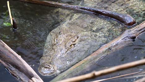 Nahaufnahme-Eines-Gefährlichen-Krokodils,-Das-Bei-Sonnenlicht-Unter-Wasser-Zwischen-Baumzweigen-Taucht