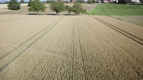 drone-view-of-a-large-and-flat-wheat-field-in-the-swiss-countryside,-vaud