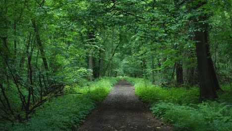 Einsamer-Weg-Im-Nationalwald-Bialowieza,-Polen