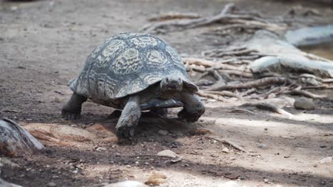 Tortoise-Walking-On-The-Ground-In-Western-Cape,-South-Africa---close-up