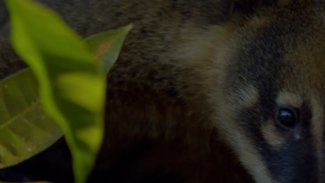 a-close-up-shot-of-a-group-or-band-of-female-and-pups-of-the-ring-tailed-coati-sitting-on-a-branch-of-a-tree-in-brazil