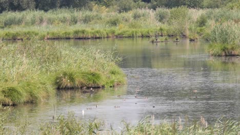 Viele-Enten-Und-Andere-Vögel-Schwimmen-An-Einem-Sommertag-In-Einem-Naturschutzgebiet-In-Einem-Ruhigen-See-Und-Tauchen-Nach-Nahrung