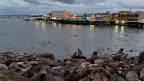 California-sea-lions-entertaining-tourists-along-the-Old-Fisherman's-Wharf-in-Monterey-Bay's-Cannery-Row