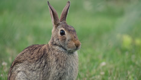 Close-Up-Of-Eastern-Cottontail-Rabbit-Sitting-And-Listening-With-Ear-Moving