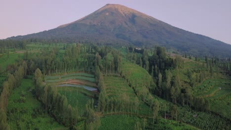 Luftaufnahme-Einer-Tabakplantage-Am-Hang-Des-Sindoro-Berges-In-Temanggung,-Zentral-Java,-Indonesien