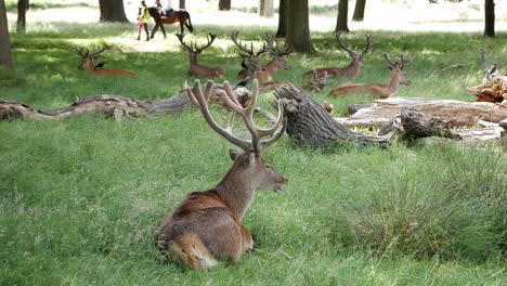 Manada-De-Ciervos-Rojos-Recostados-Sobre-La-Hierba-En-La-Reserva-Natural-De-La-Nación-Richmond-Park,-Londres