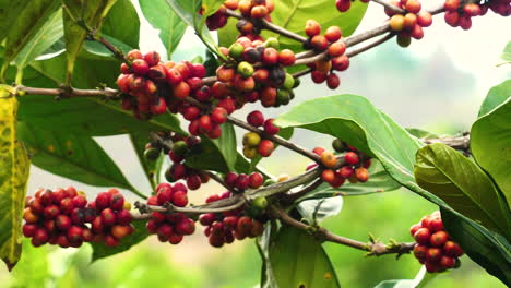 Zoom-out-view-of-coffee-plants-during-harvesting
