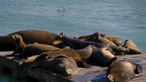 Sea-Lions-Resting-And-Sunbathing-At-The-Sea-Lion-Viewing-Area-Of-Pier-39-In-San-Francisco,-California