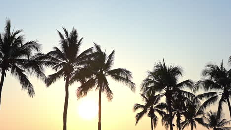 A-line-of-coconut-palm-trees-are-silhouetted-against-a-tropical-setting-sun